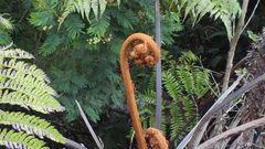 Cyathea glauca
