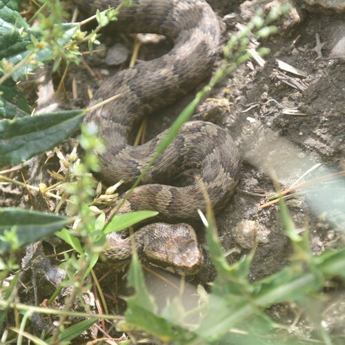 Photo of a Himalayan Pitviper (Gloydius himalayanus)