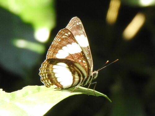 Albizia Sailer photo 4