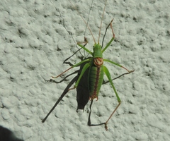 Leptophyes laticauda