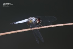 Aethriamanta gracilis