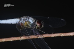 Aethriamanta gracilis