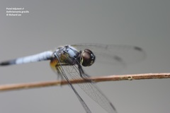 Aethriamanta gracilis