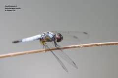 Aethriamanta gracilis