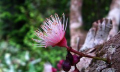 Syzygium cymosum image