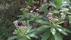 Psiadia anchusifolia image