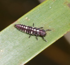 Micraspis flavovittata