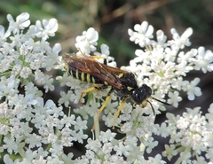 Tenthredo schaefferi