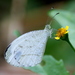 Mariposa Psique - Photo (c) mayuresh kulkarni, algunos derechos reservados (CC BY-NC)