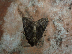 Dryobotodes tenebrosa
