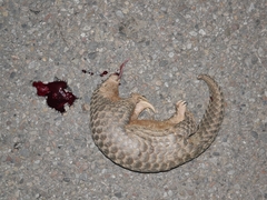 Manis pentadactyla pentadactyla