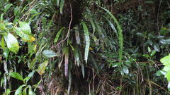 Loxogramme lanceolata