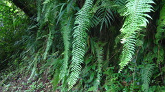 Nephrolepis biserrata