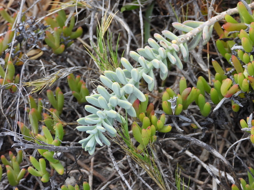 Image of Heliophila cinerea by (c) amantedarmanin, some rights reserved (CC BY)