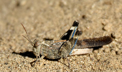 Lactista gibbosus