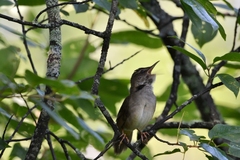 Helopsaltes fasciolatus