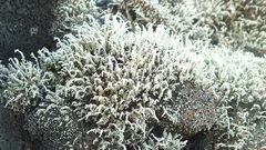 Stereocaulon vulcani