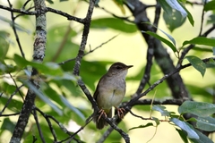 Helopsaltes fasciolatus