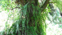 Nephrolepis biserrata