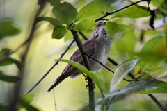 Helopsaltes fasciolatus