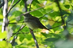 Helopsaltes fasciolatus