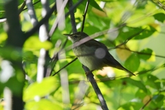 Helopsaltes fasciolatus