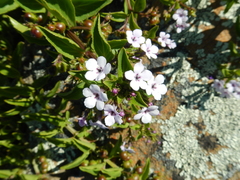 Teedia