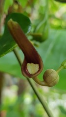 Aristolochia acuminata