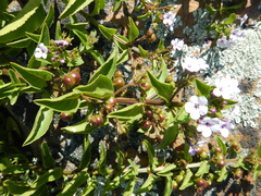 Teedia