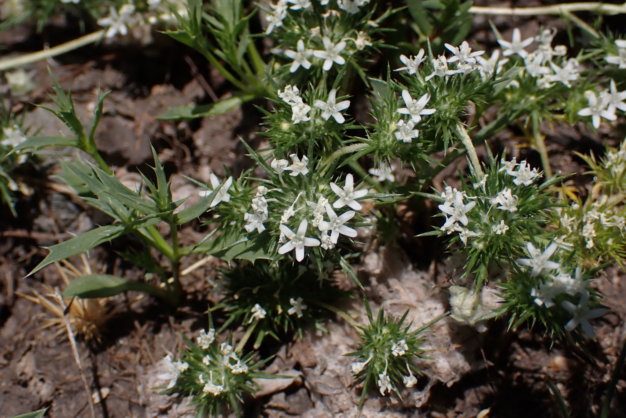 Navarretia fossalis