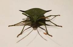 Biprorulus bibax