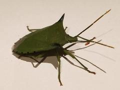 Biprorulus bibax