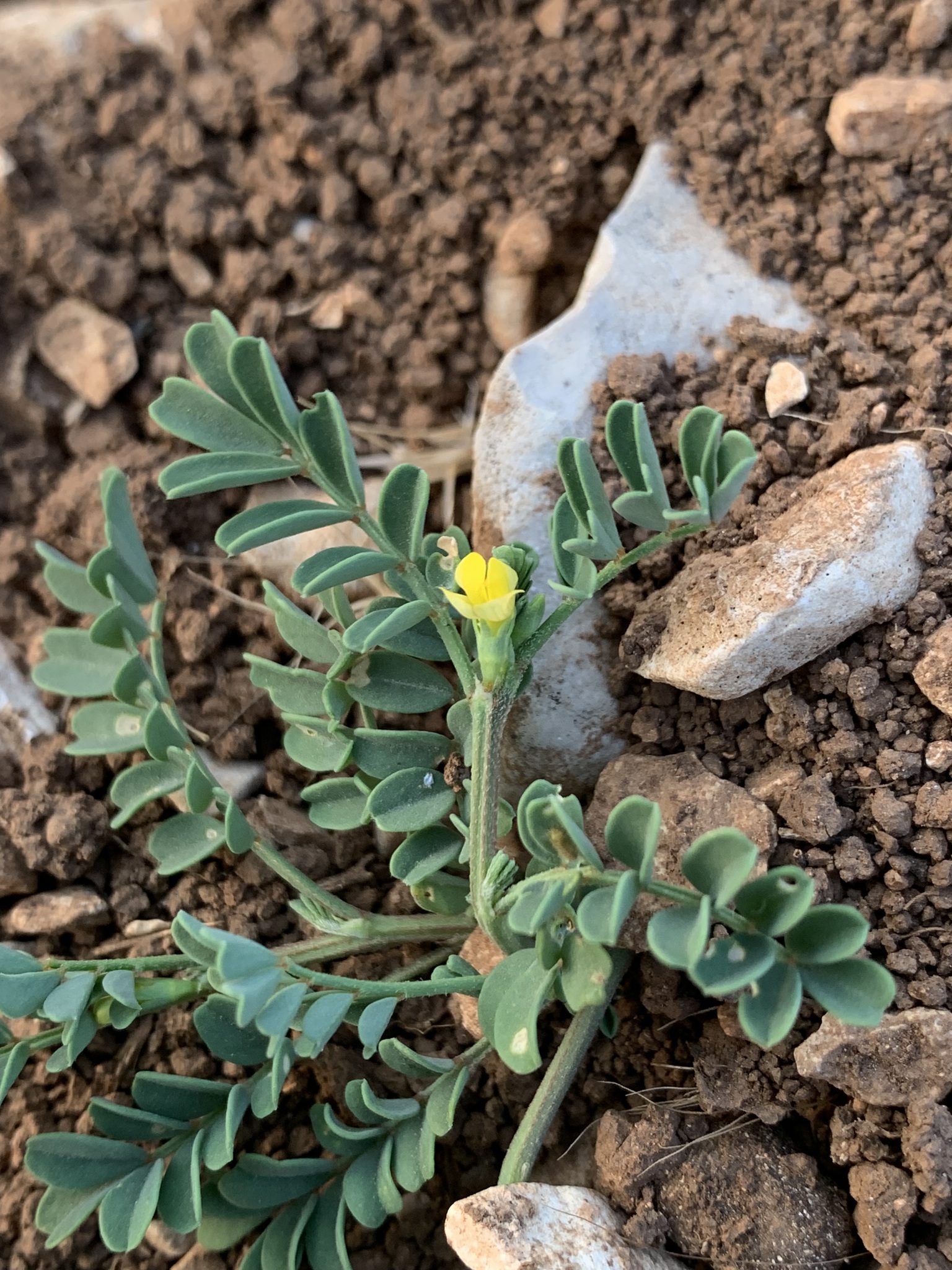 Hippocrepis unisiliquosa