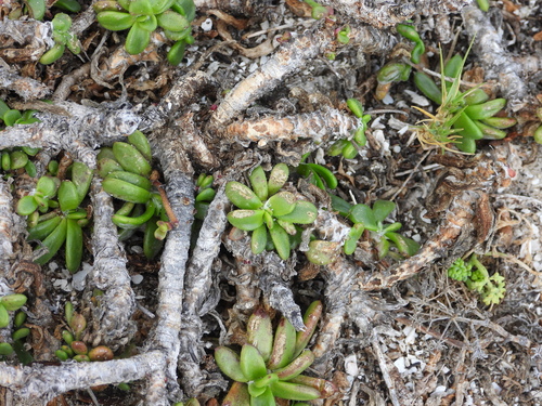 Image of Plantago carnosa by (c) amantedarmanin, some rights reserved (CC BY)