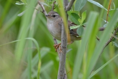 Helopsaltes certhiola
