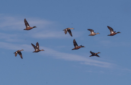 Chestnut Teal
