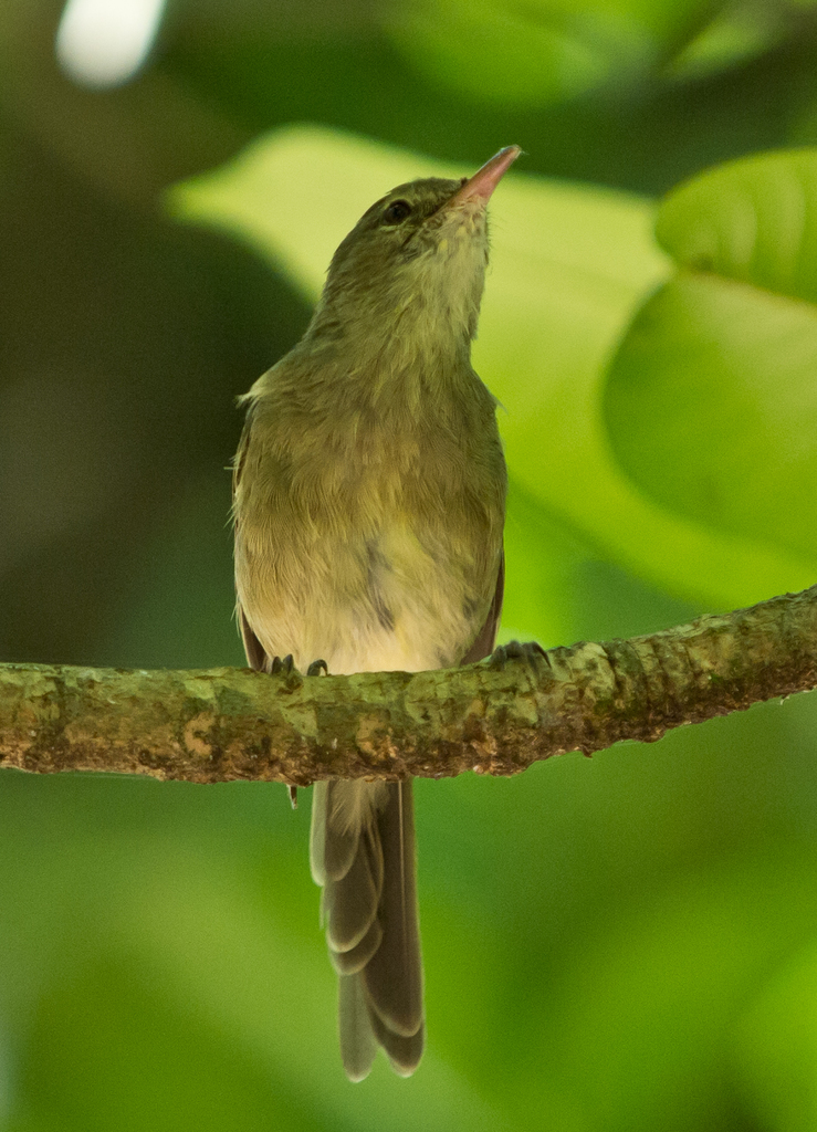 Seychelles Warbler photo