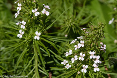 Stylidium adnatum