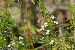 Stylidium adnatum