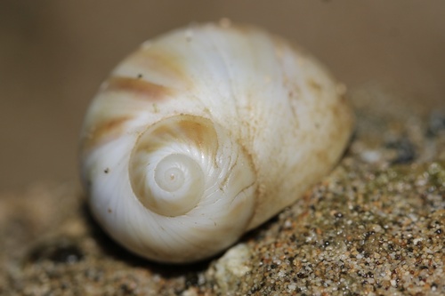 Notocochlis gualteriana observed 2023-06-16