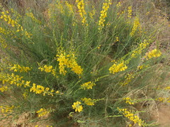Lebeckia sepiaria
