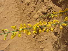 Lebeckia sepiaria