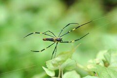 Nephila