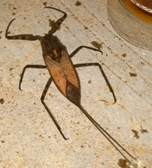Nepidae