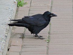 Corvus frugilegus