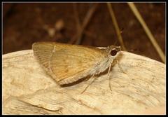 Arnetta vindhiana