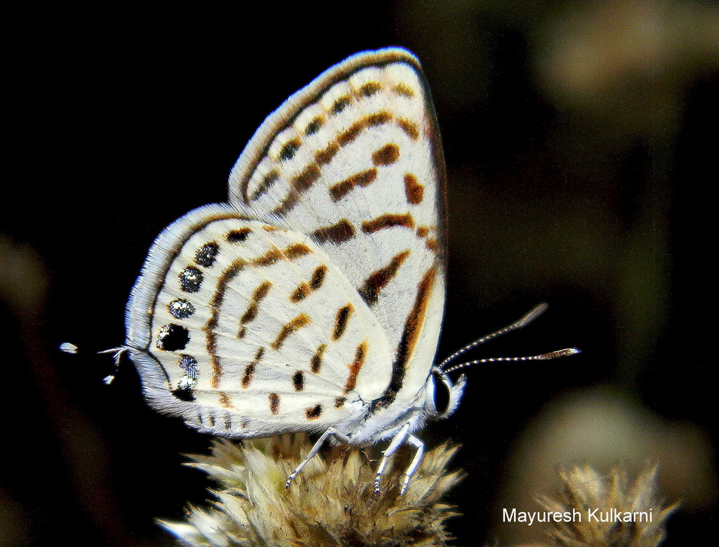 Striped Pierrot