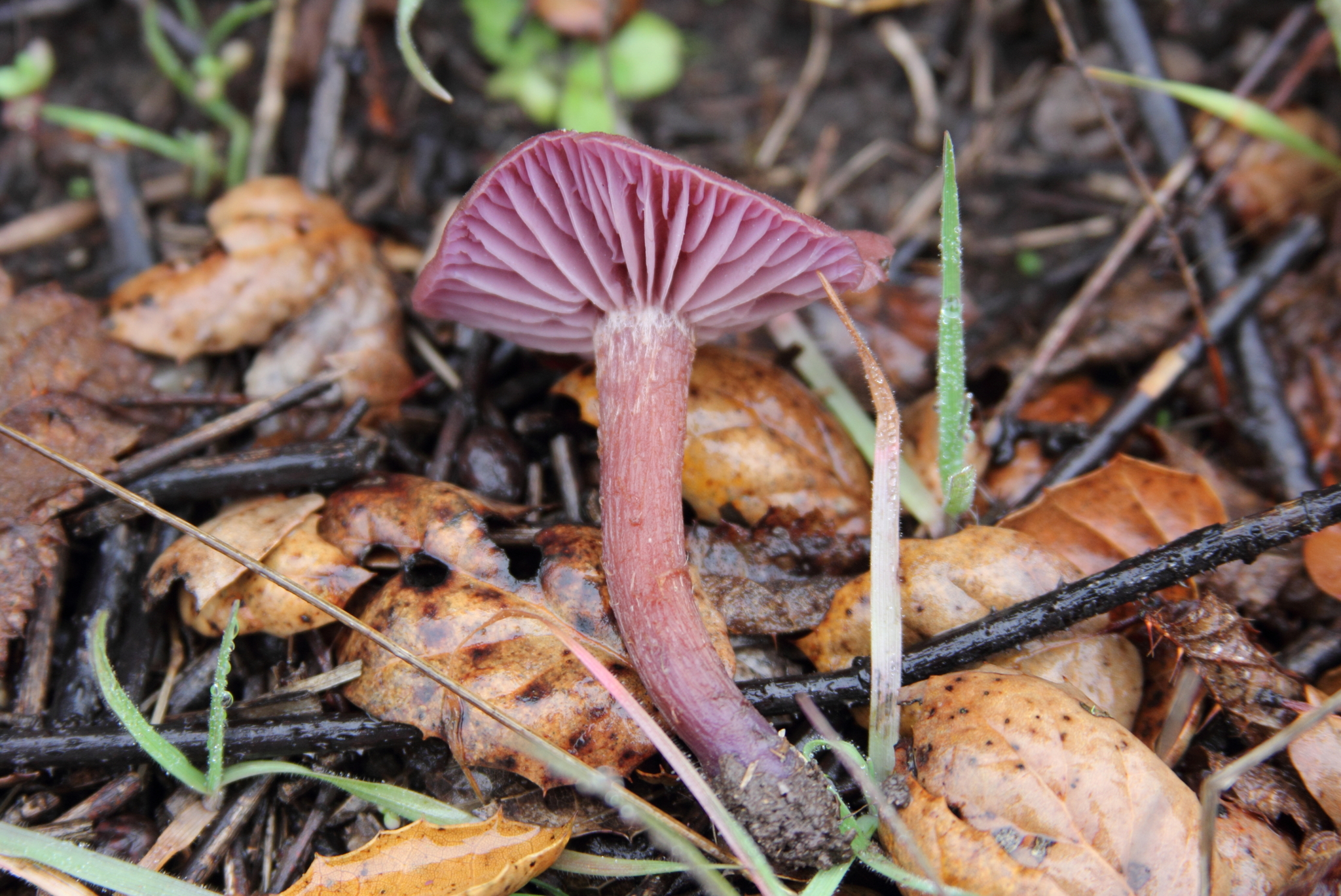 Laccaria amethysteo-occidentalis image