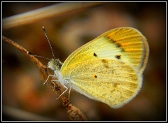 Colotis etrida