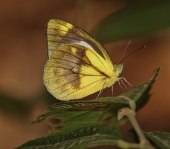 Cepora nadina